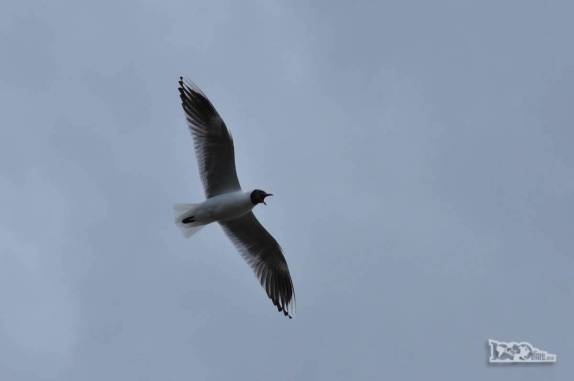 Ave de rapina nos sobrevoa no Parque Nacional Los Alerces, ao norte de Trevelin, na patagônia argentina